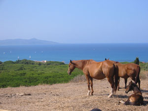Ferienwohnung Sardinien, Fewo Sardinien, Ferienwohnung in La Caletta